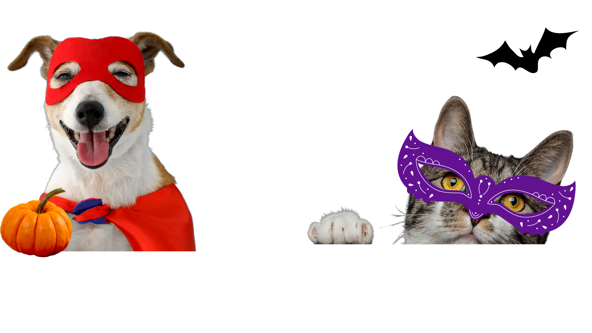 Spay-tacular, Party for Paws background
