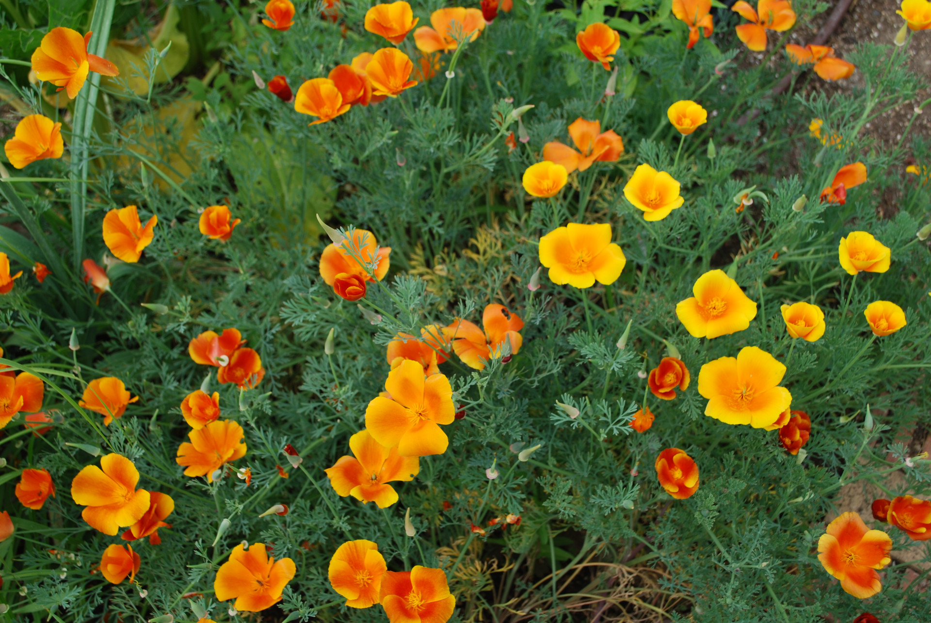 EarthLinks Discounted Silent Auction 2023 background