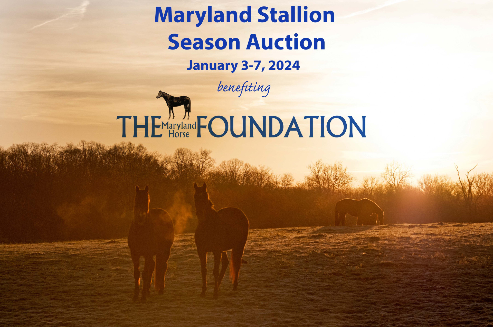 Maryland Stallion Horse Auction background