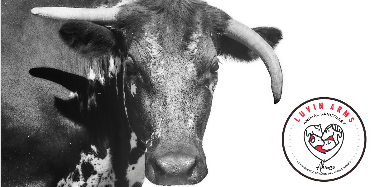 Photo of Lucky the cow and the Luvin Arms Animal Sanctuary logo