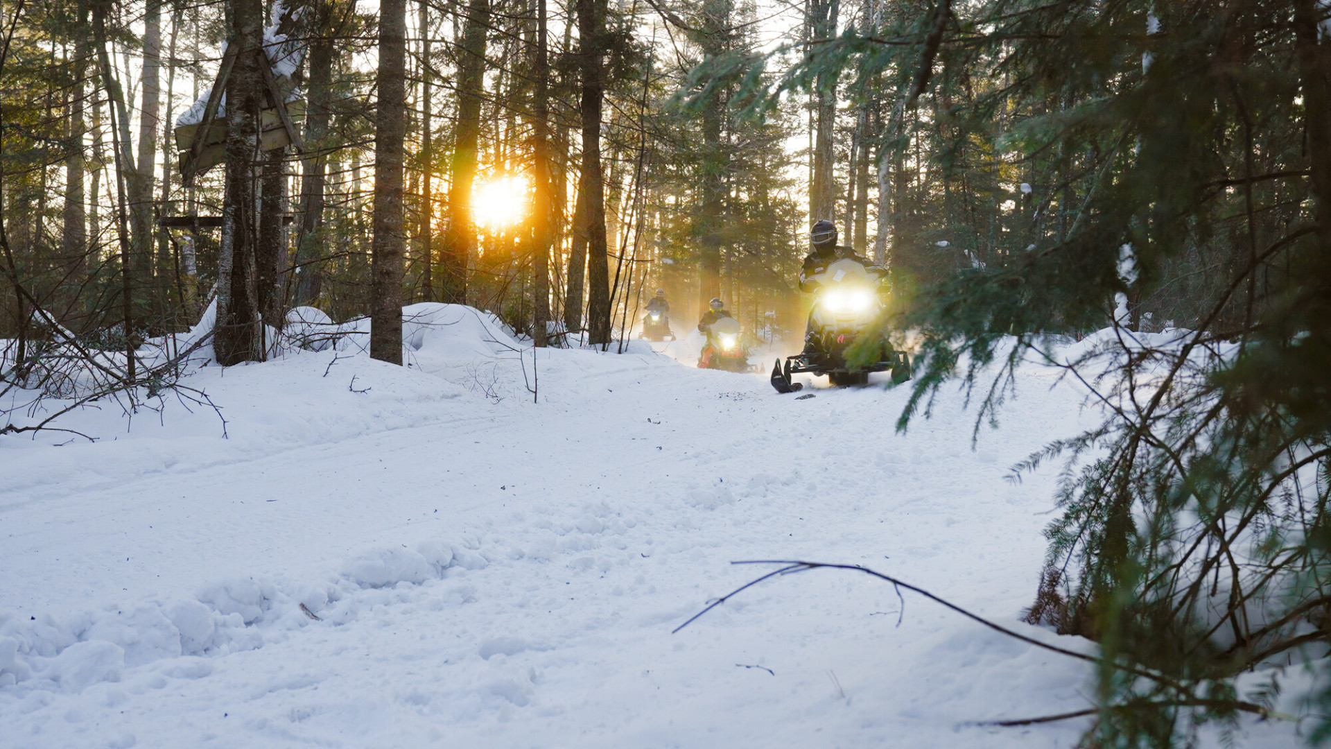 Black Woods Blizzard Tour background