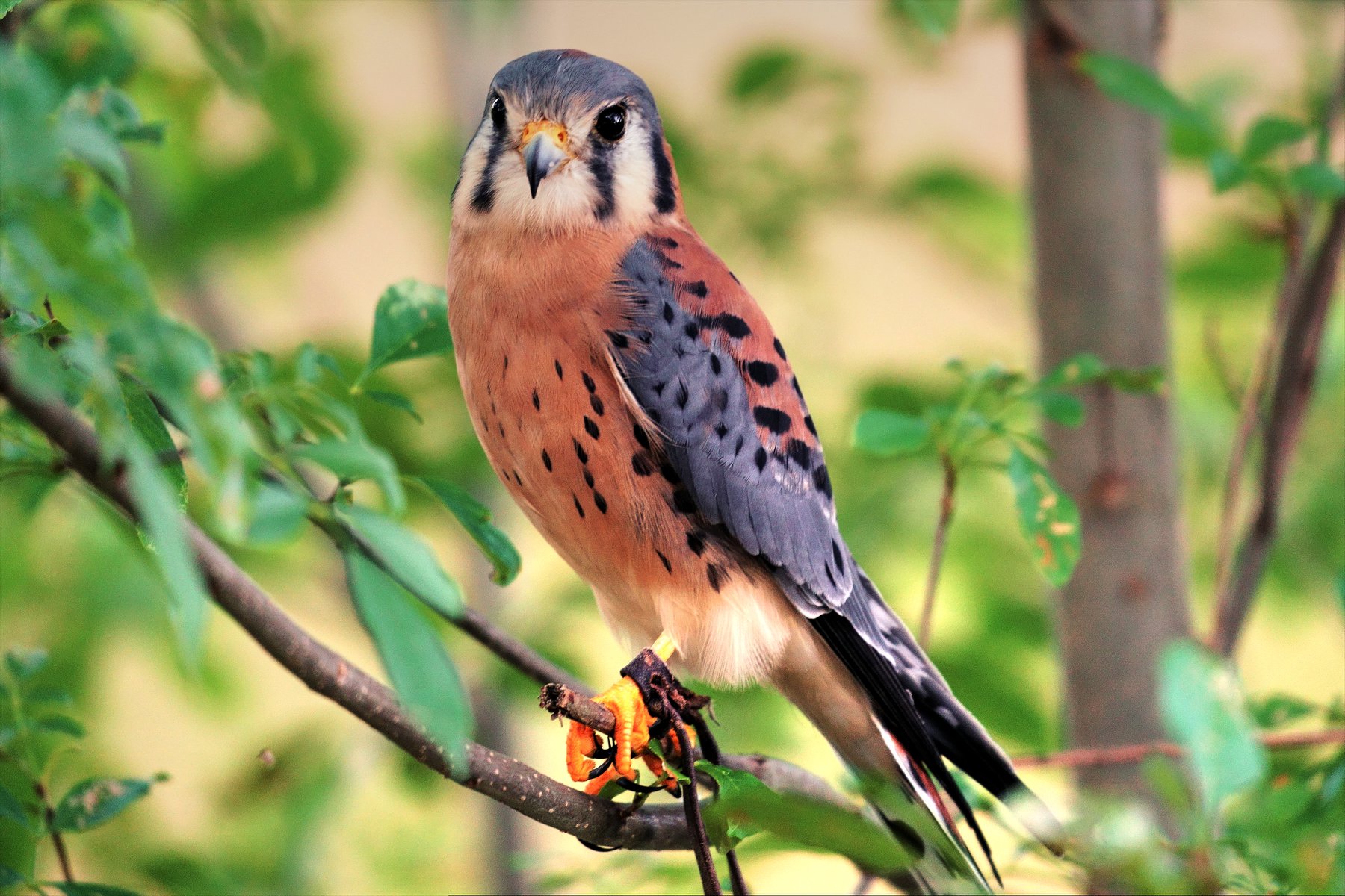 BPRC 2024 Gala background