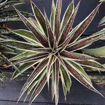 2024 Southeastern Plant Symposium Auction | ClickBid Event Fundraising