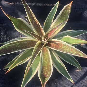 Mangave Queen of Hearts マンガべ 2024 Southeastern Plant Symposium Auction | ClickBid Event Fundraising