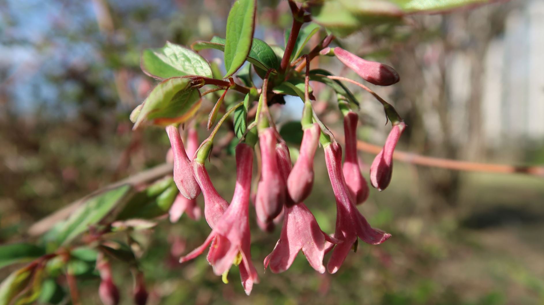 2024 Southeastern Plant Symposium Auction | ClickBid Event Fundraising