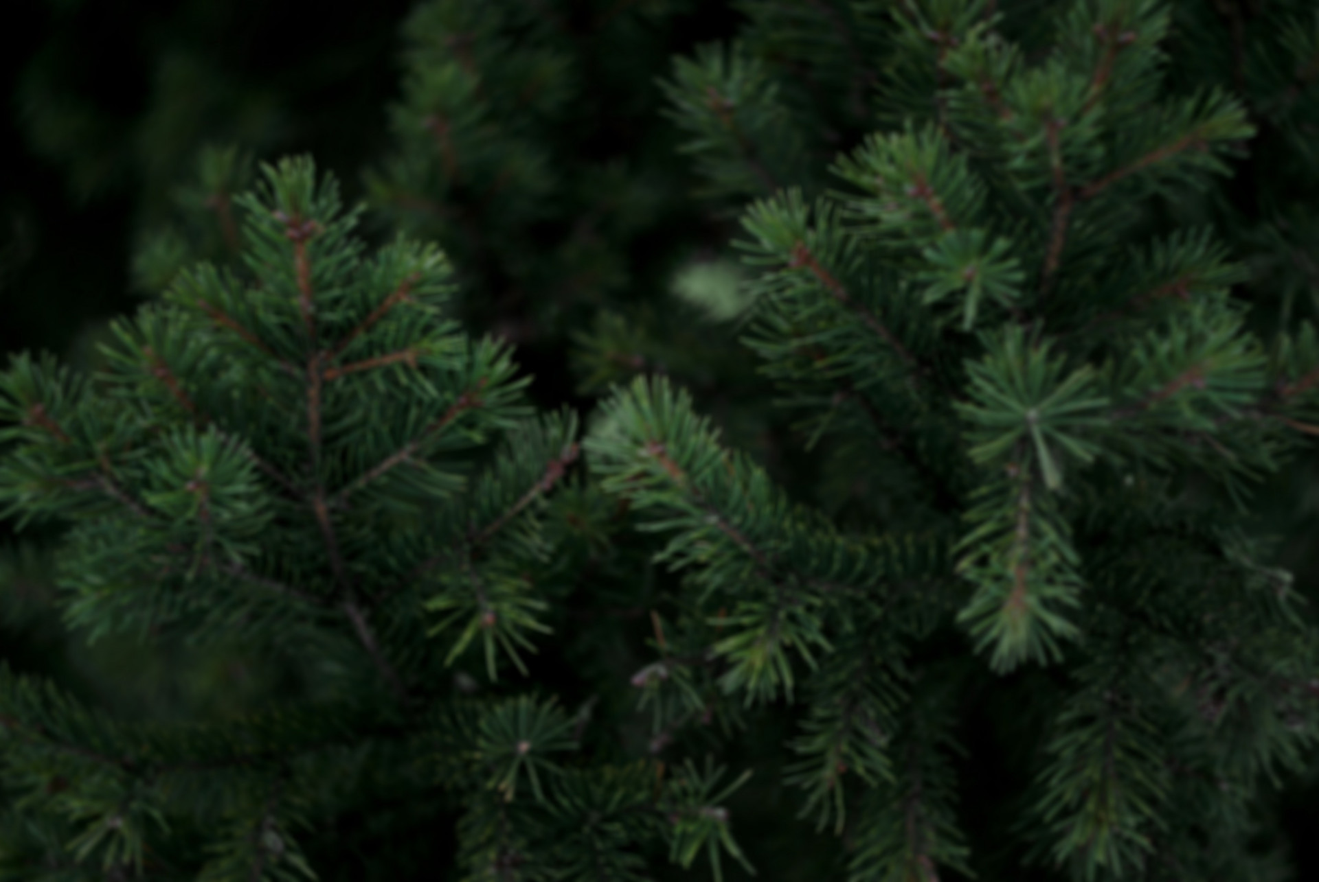 Dakota Hope Clinic's Festival of Trees 2025 background