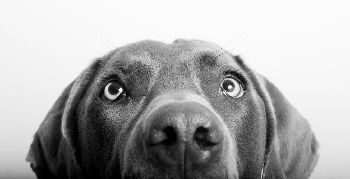 SLCOAS Outbuilding background