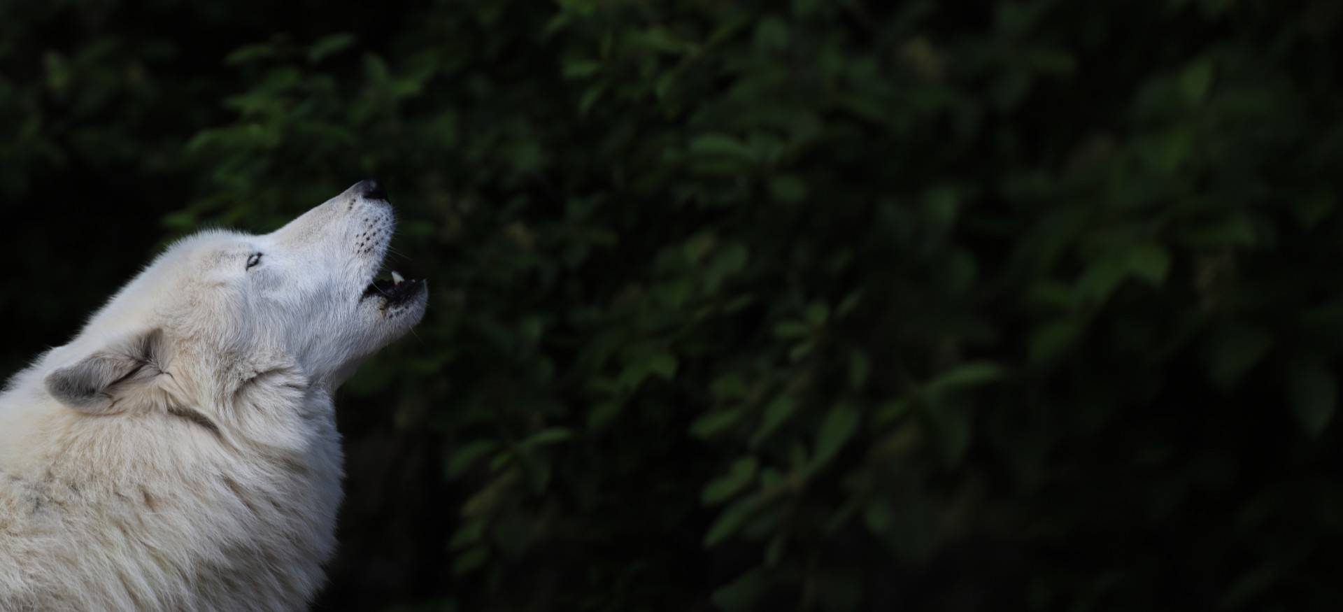 2025 Wolf Care Auction background