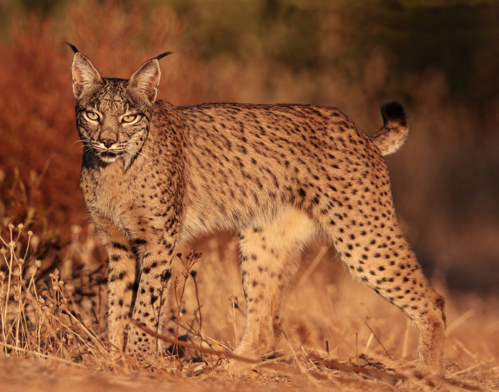 Mission: Phase 1 Completion! background