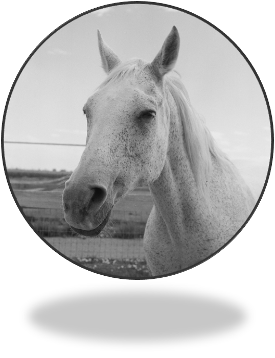 black and white cow