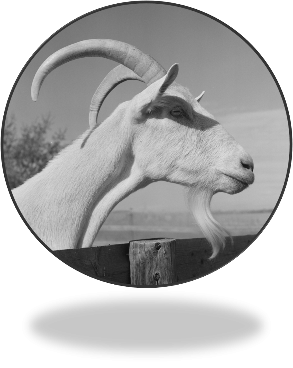 black and white cow