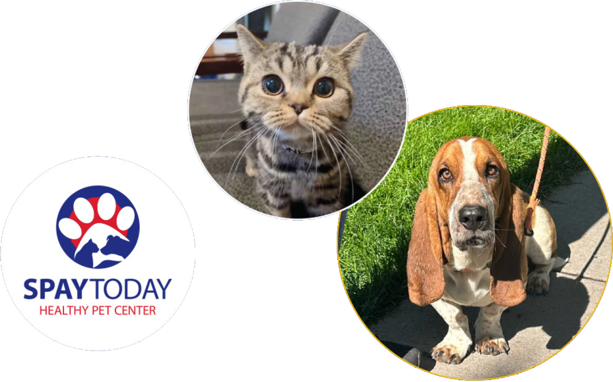 Framed Images: SpayToday Healthy Pet Center, photo of cat, photo of dog