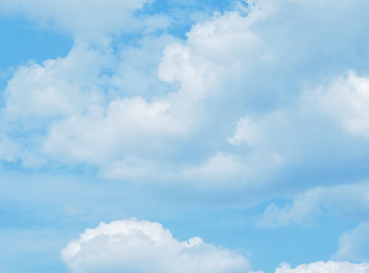 Dreams Take Flight YYC Auction 2025 background