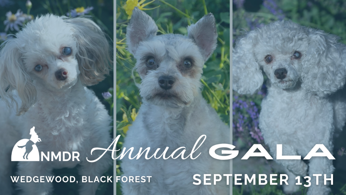 Event Banner: NMDR Annual Gala | Wedgewood, Black Forest | September 13th