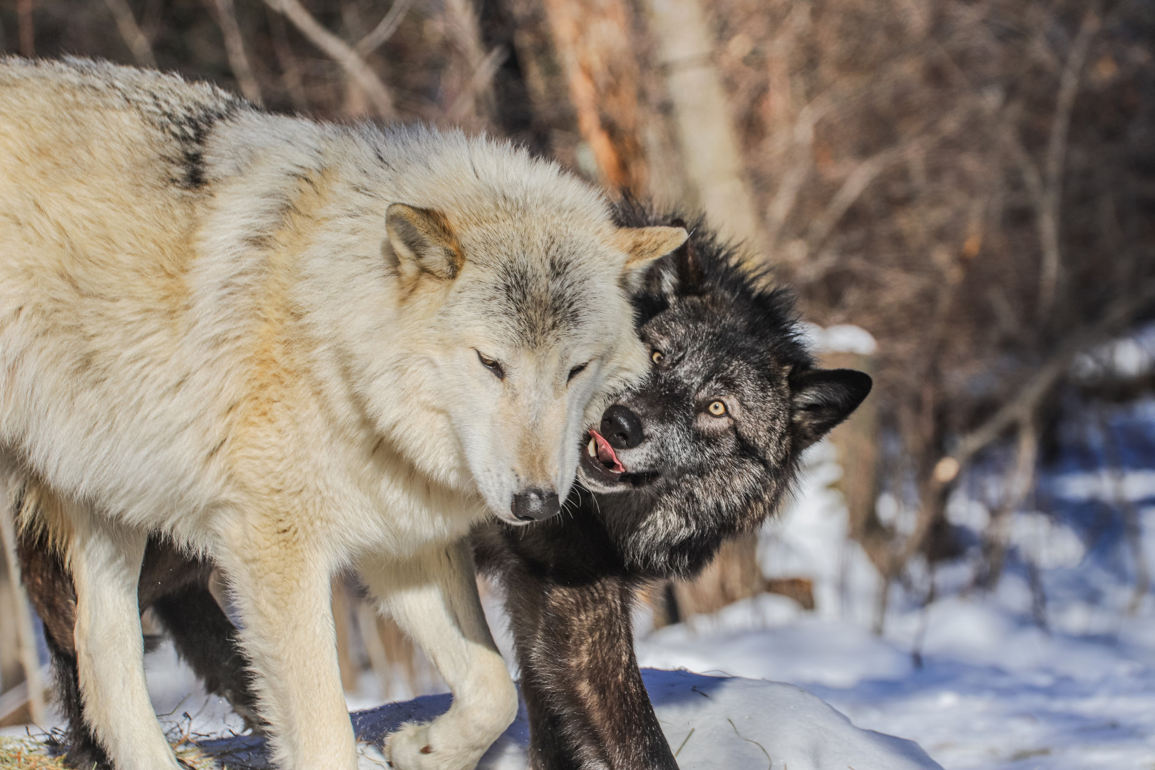 2026 Wolf Care Auction background