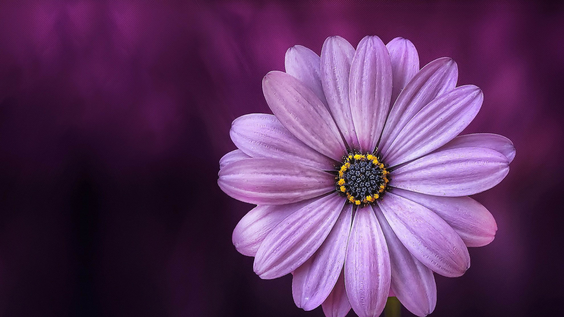 2025 Central High School Hall of Fame Flower Arrangements background