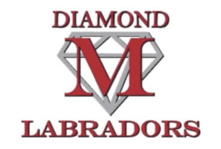 Diamond M Labradors