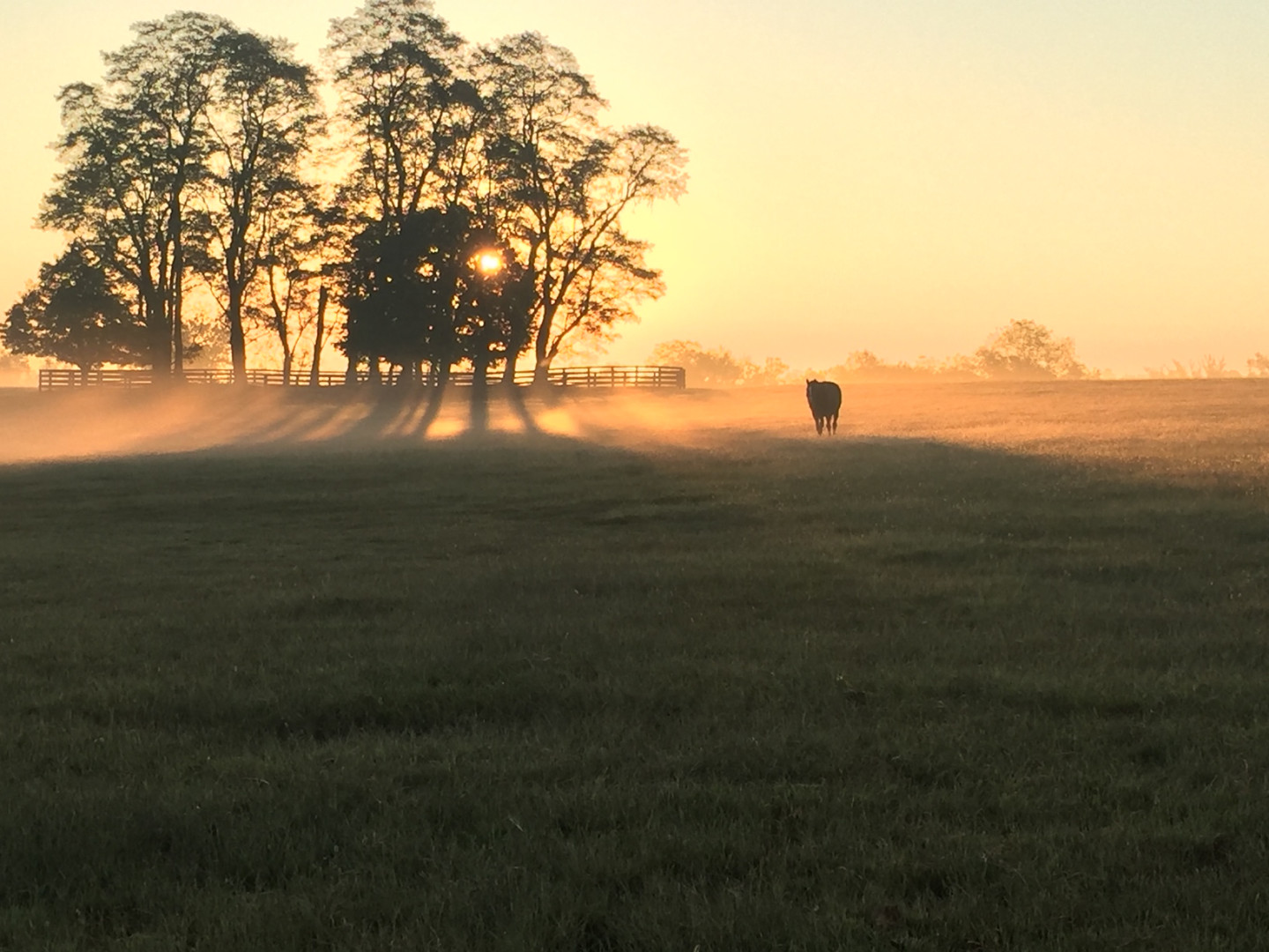 Conservation Awards Dinner background