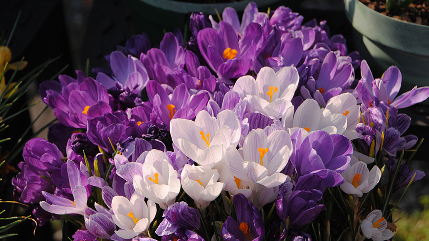 2026 Winter Symposium Rare Plant Auction background