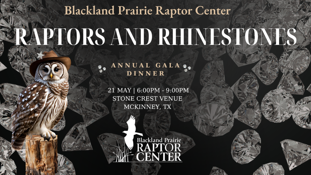 Raptors & Rhinestones - Blackland Prairie Raptor Center Gala 2026 banner