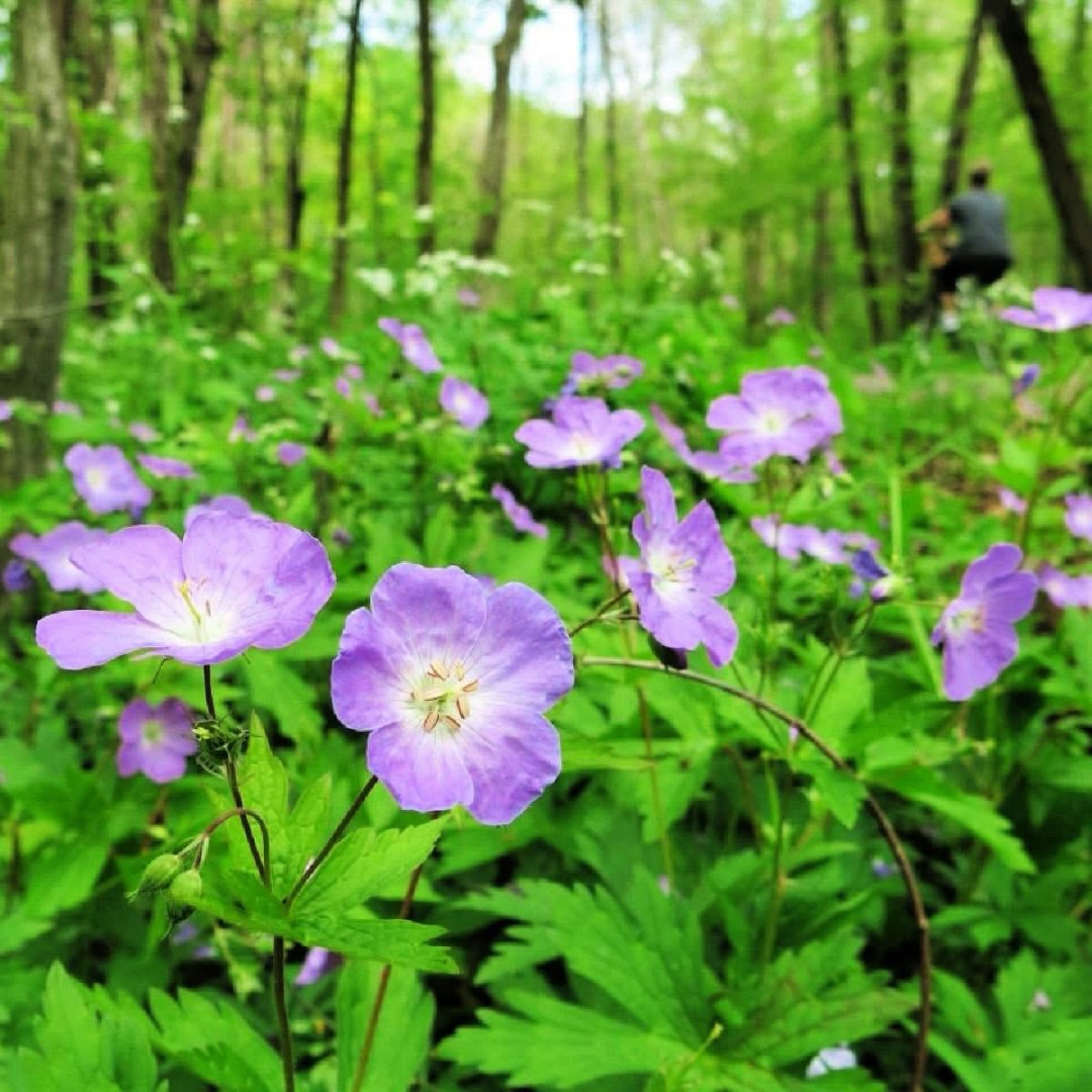 Toast to the Trails 2026 background