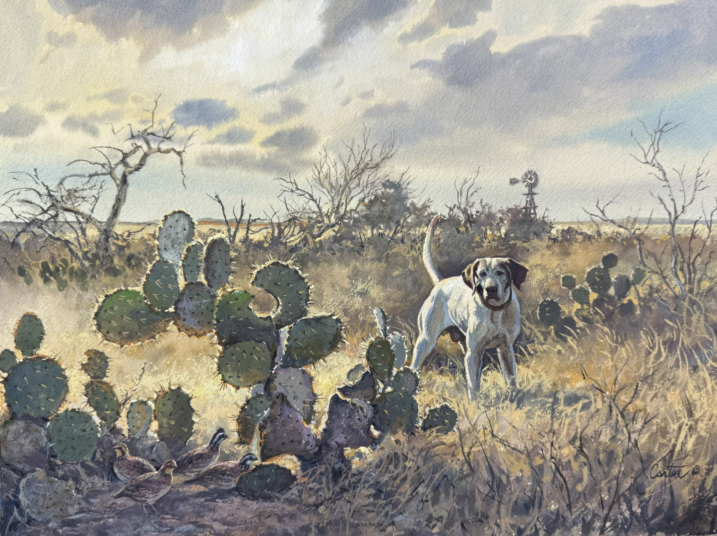 2026 San Antonio Quail Coalition background