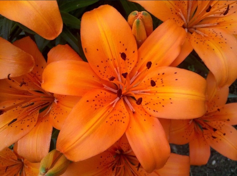 LNMS-2026 Silent Auction background