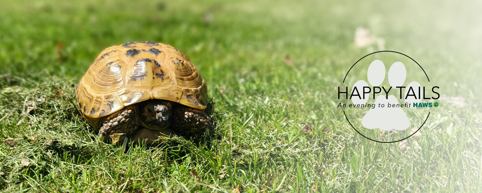 Happy Tails 2026 background