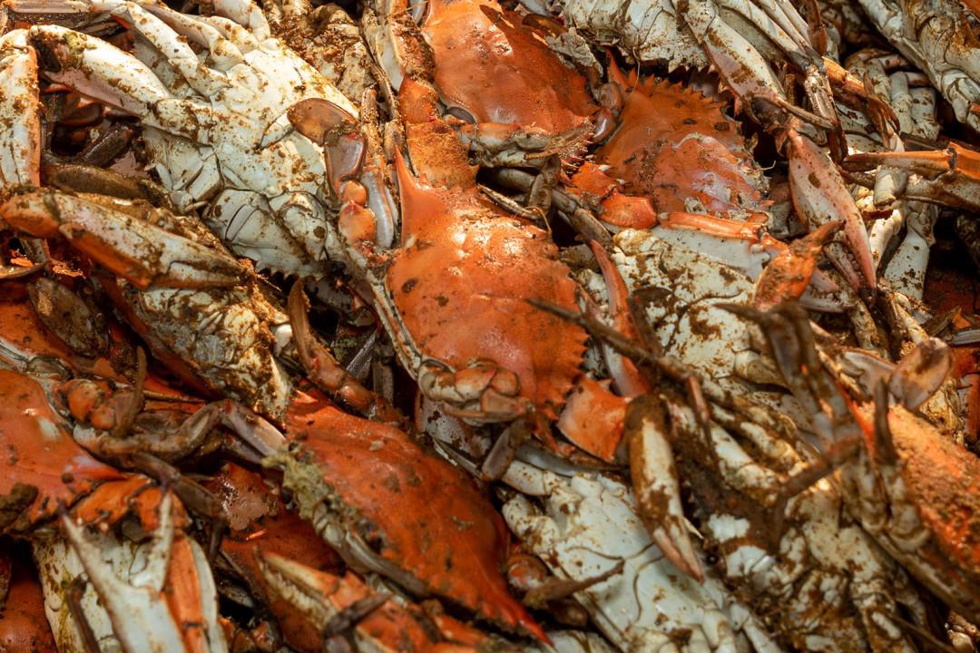 UM BWMC Crab Feast banner