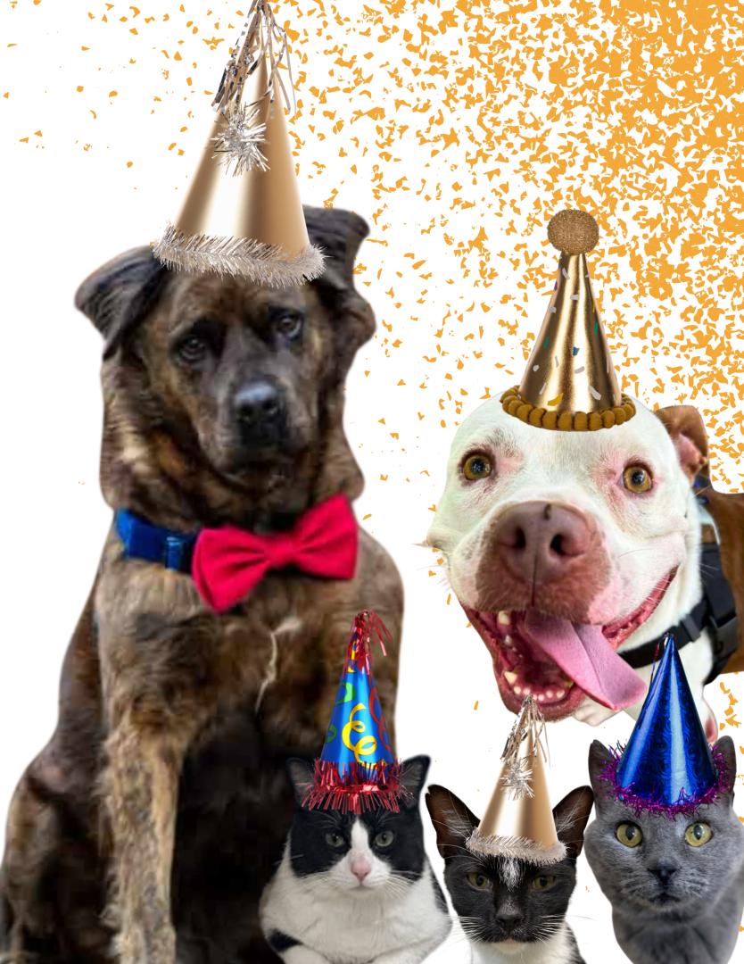 Paws for a Celebration background