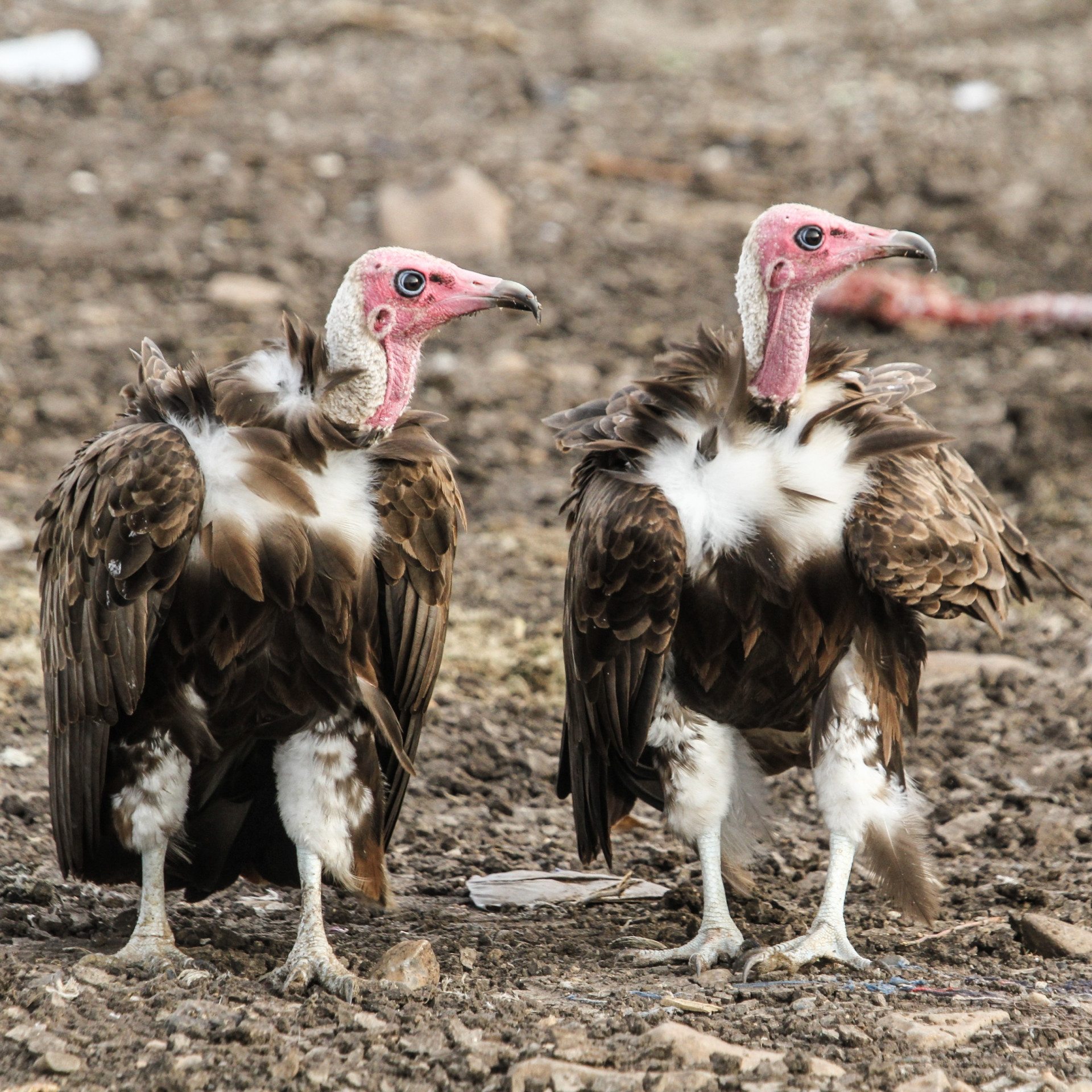 HawkWatch International background