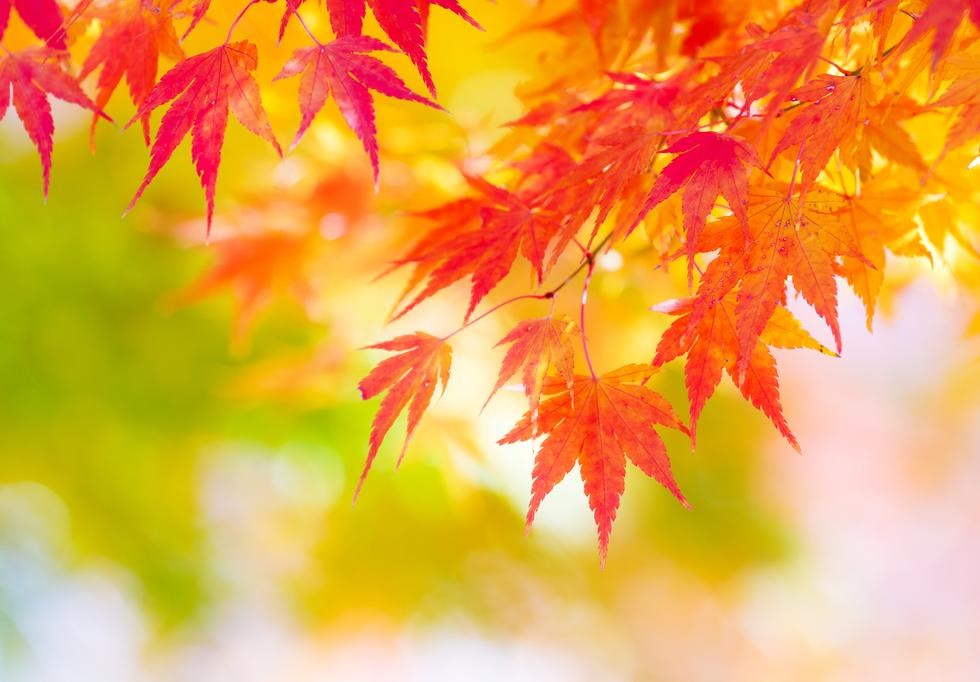 Church of St. Albert Fundraiser background