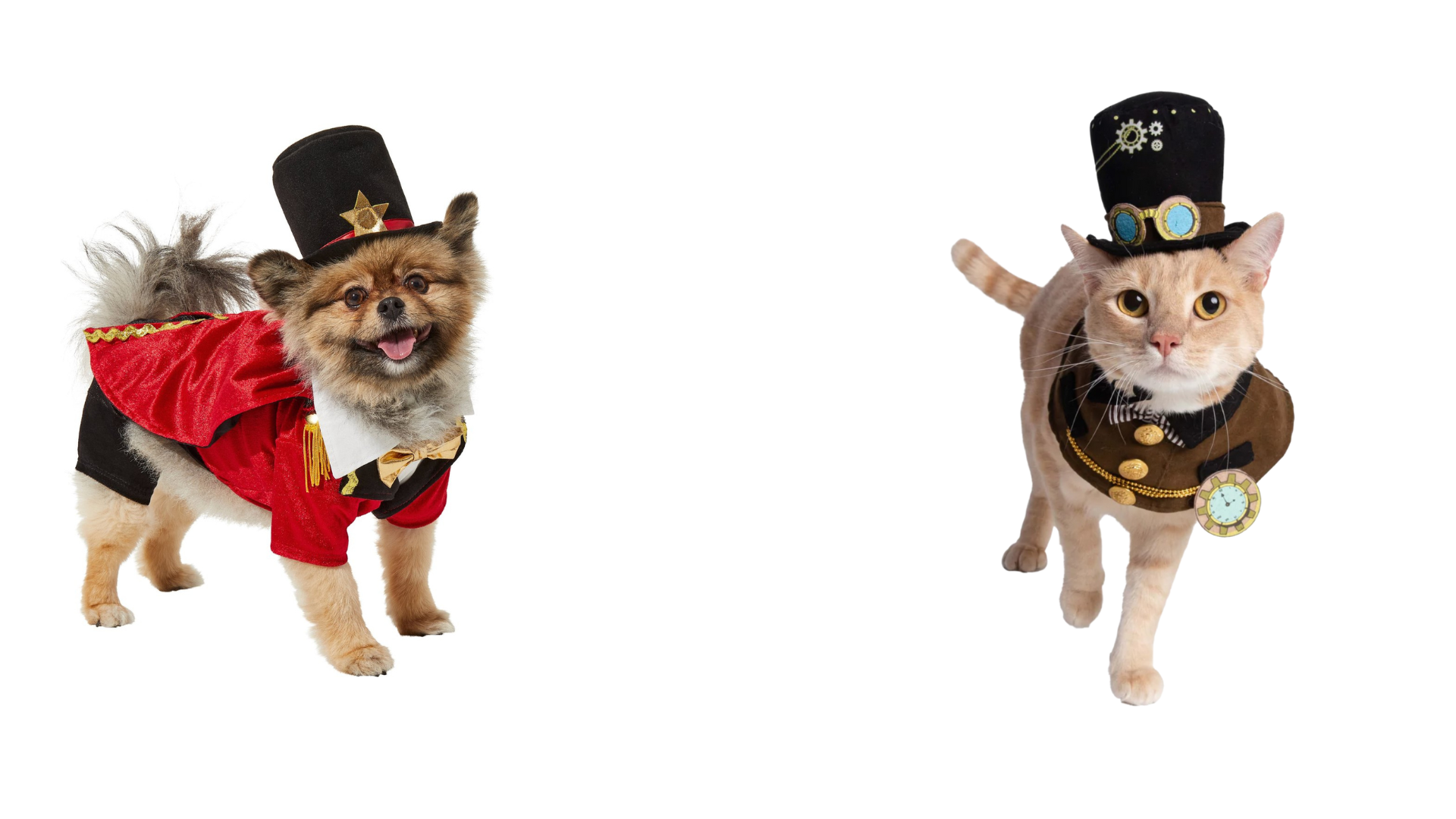 All About Animals Rescue background