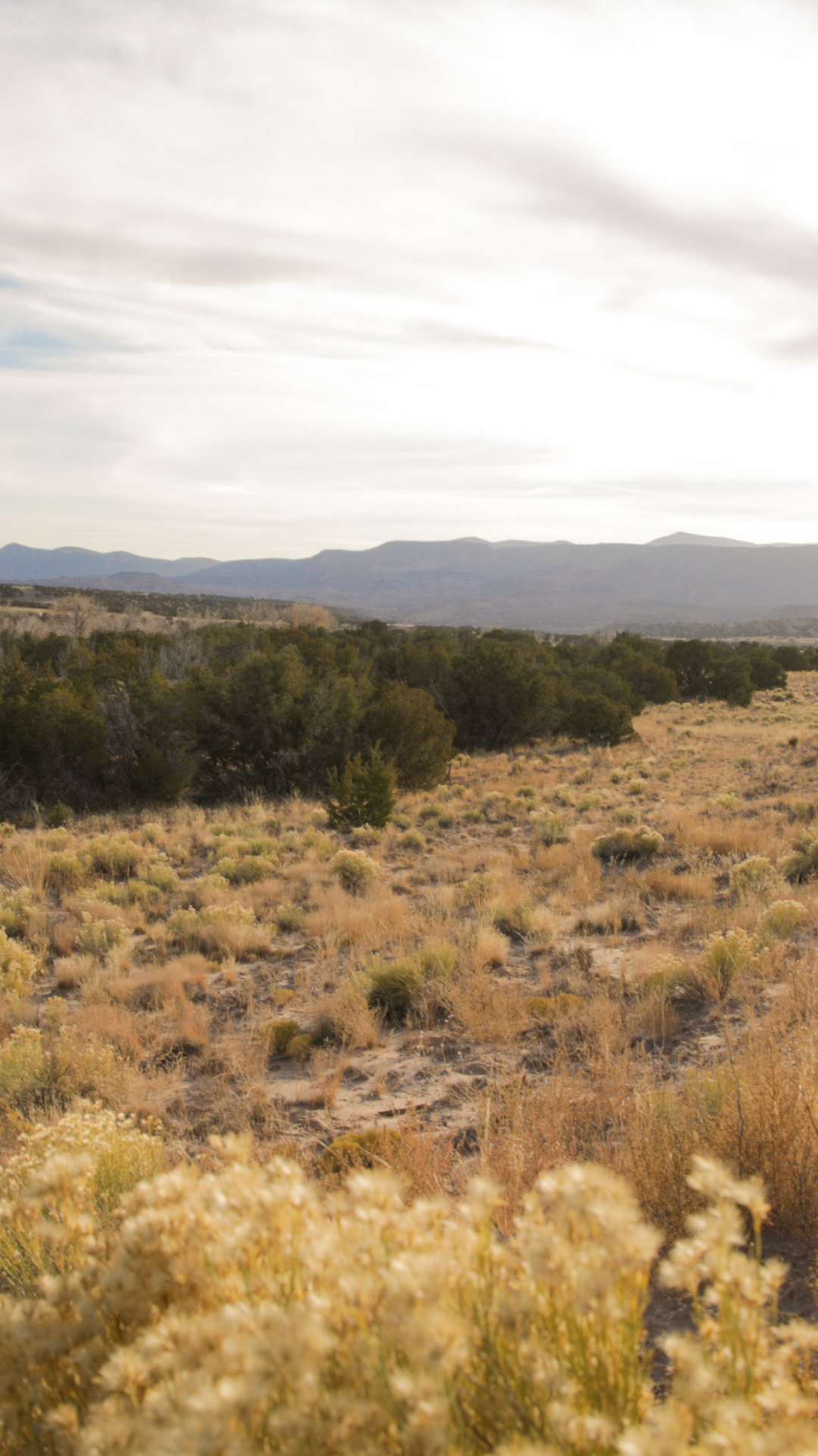 The Frequency Center background