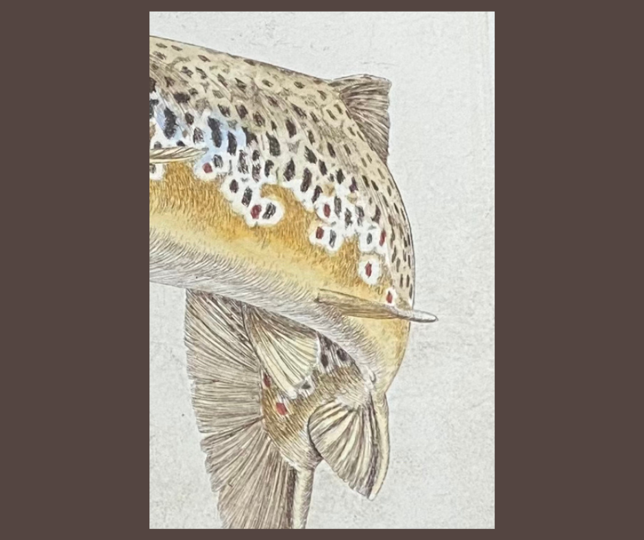 『TROUT OF THE YELLOWSTONE』byMikeStidham TROUT OF THE YELLOWSTONE』byMikeStidham