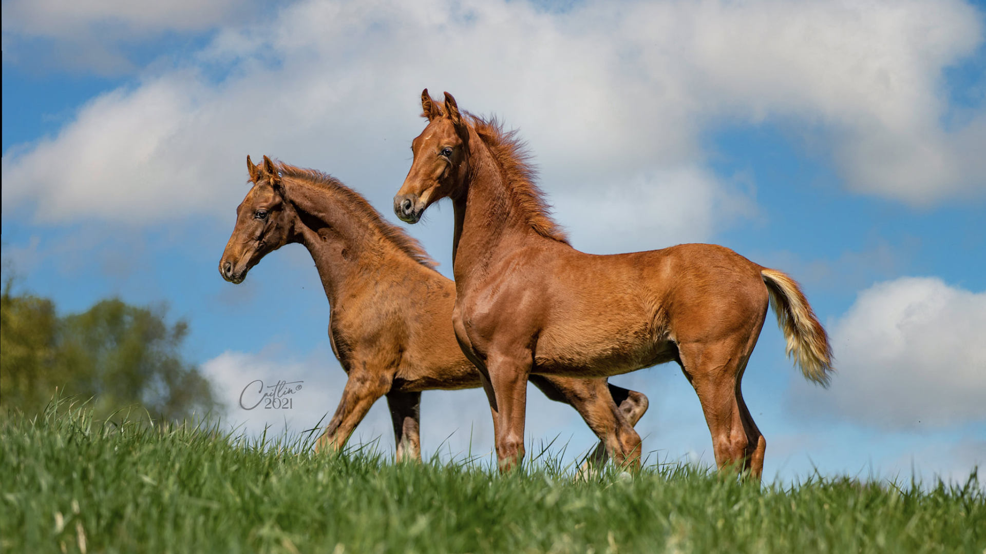 American Saddlebred Horse & Breeders Association background