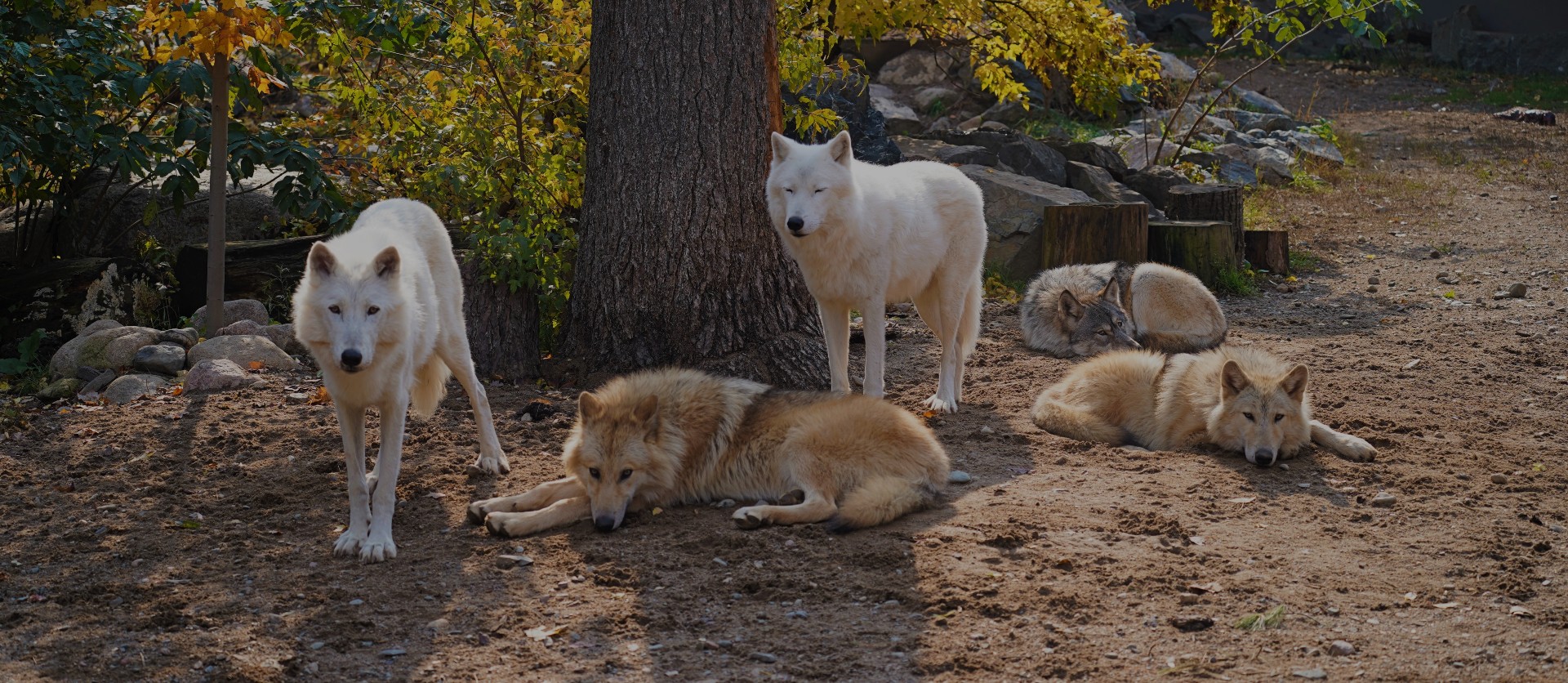 2023 Wolf Care Auction background