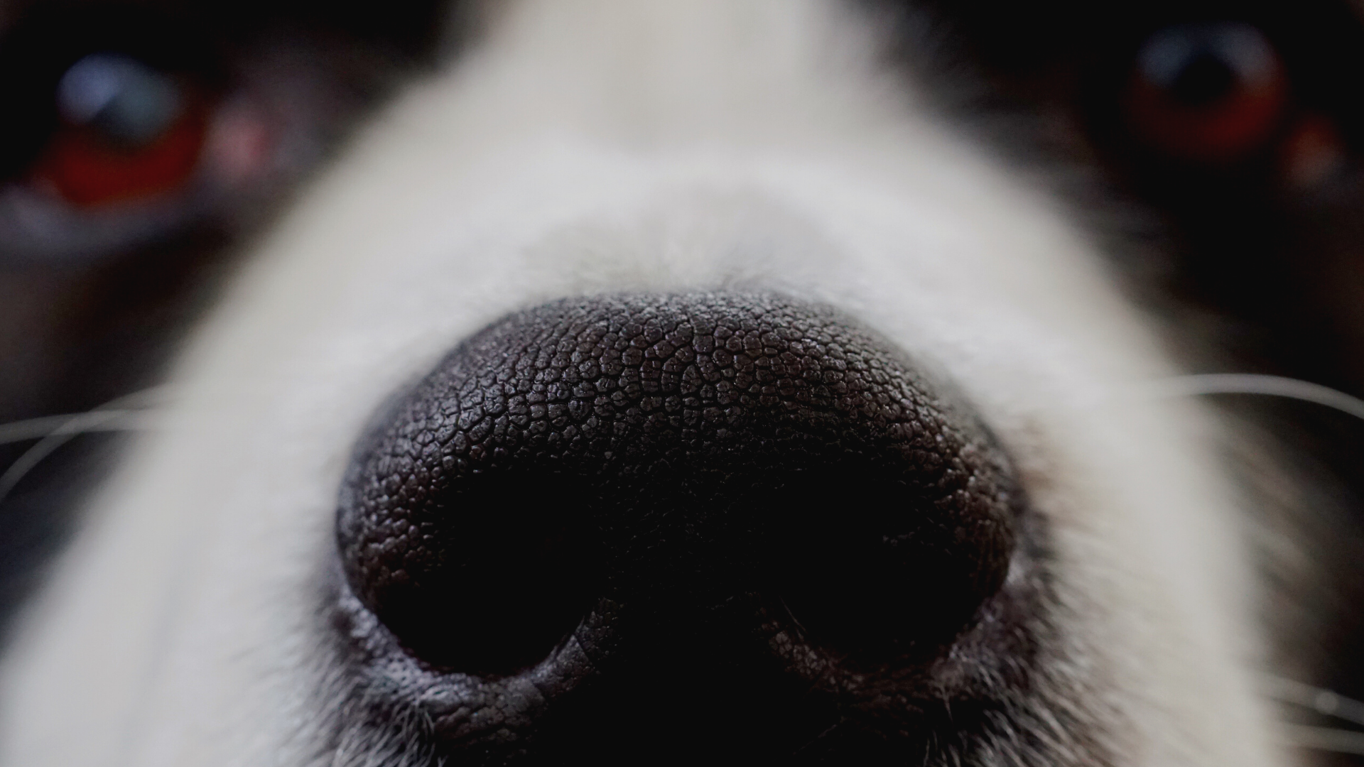 Salt Lake County Animal Services background