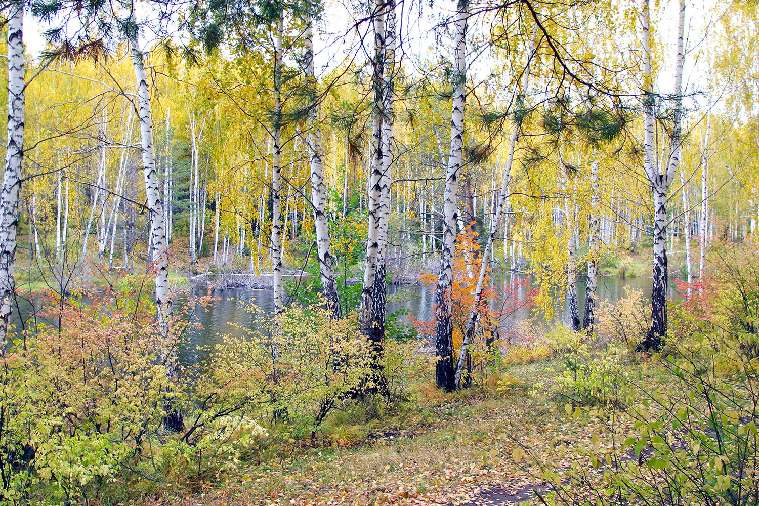 Saint Frances Cabrini School Dinner Auction 2023 background