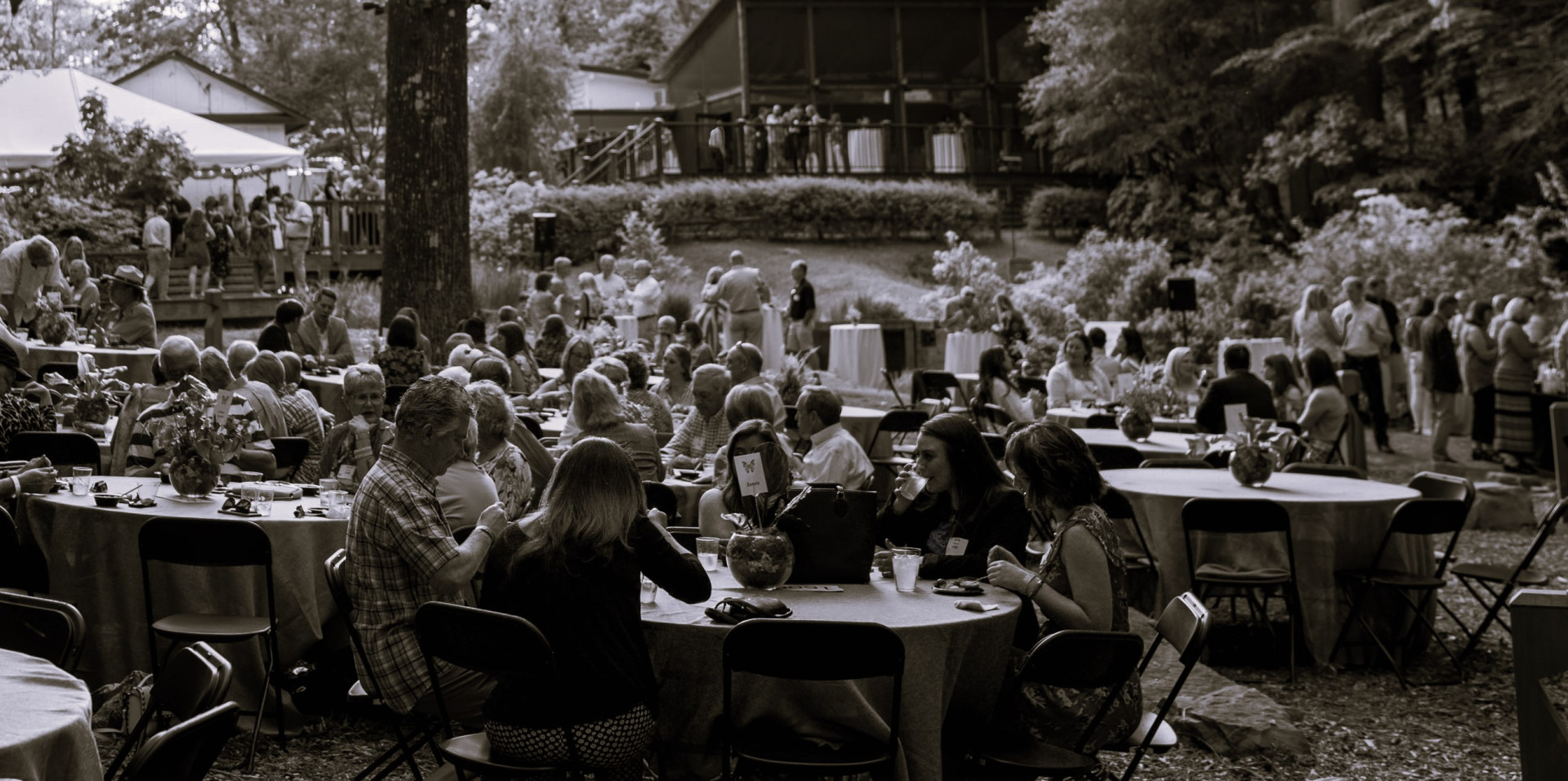 Monarchs and Margaritas background