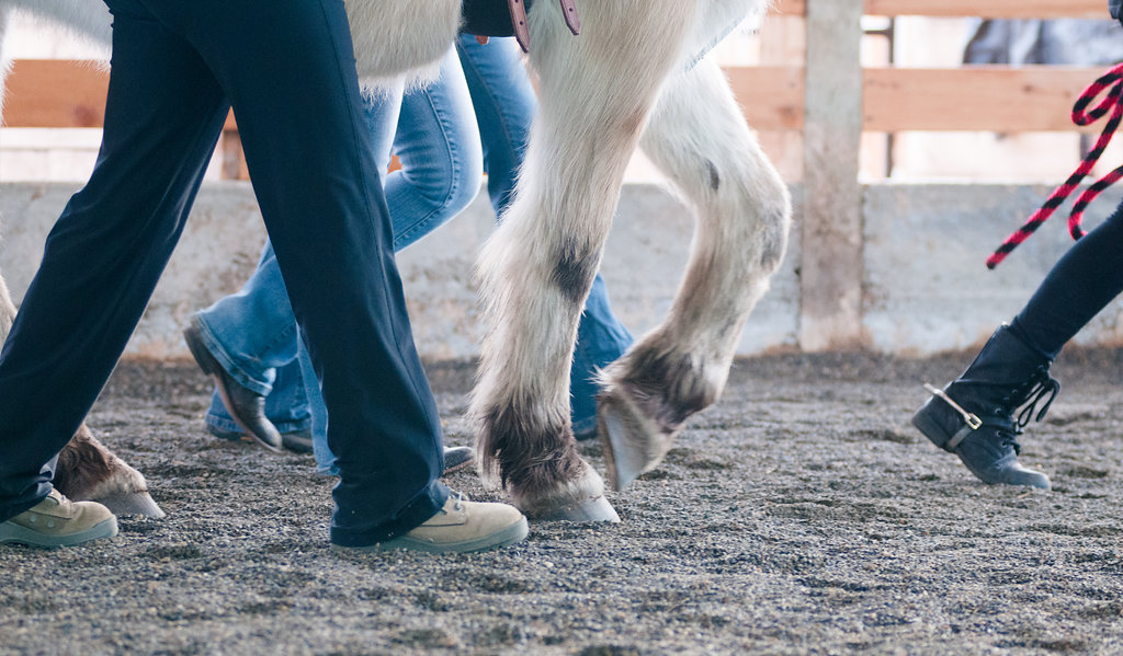 2023 Fall Fundraiser Dinner/Auction background