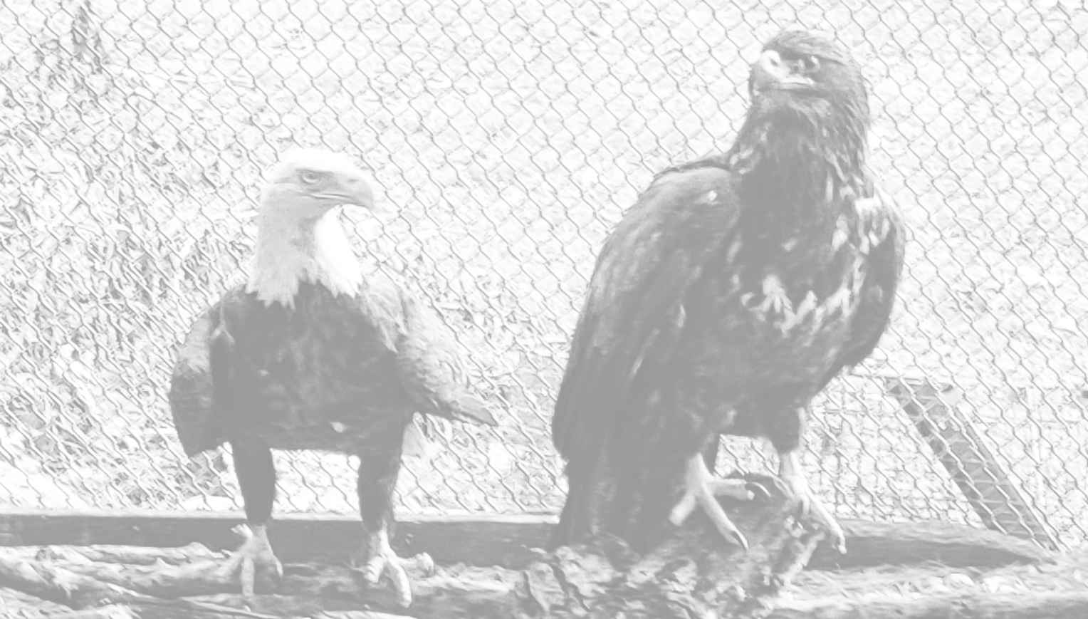 Frisky’s Spring Auction background