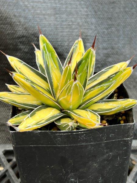 2023 Southeastern Plant Symposium | ClickBid Event Fundraising