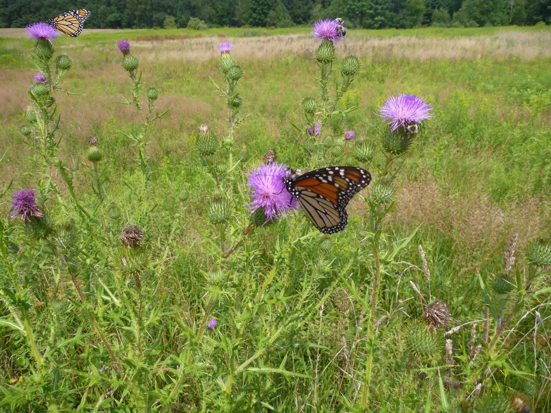 2023 North Branch Land Trust Annual Dinner & Auction background