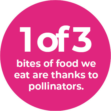 1 of 3 bites of food we eat are thanks to pollinators