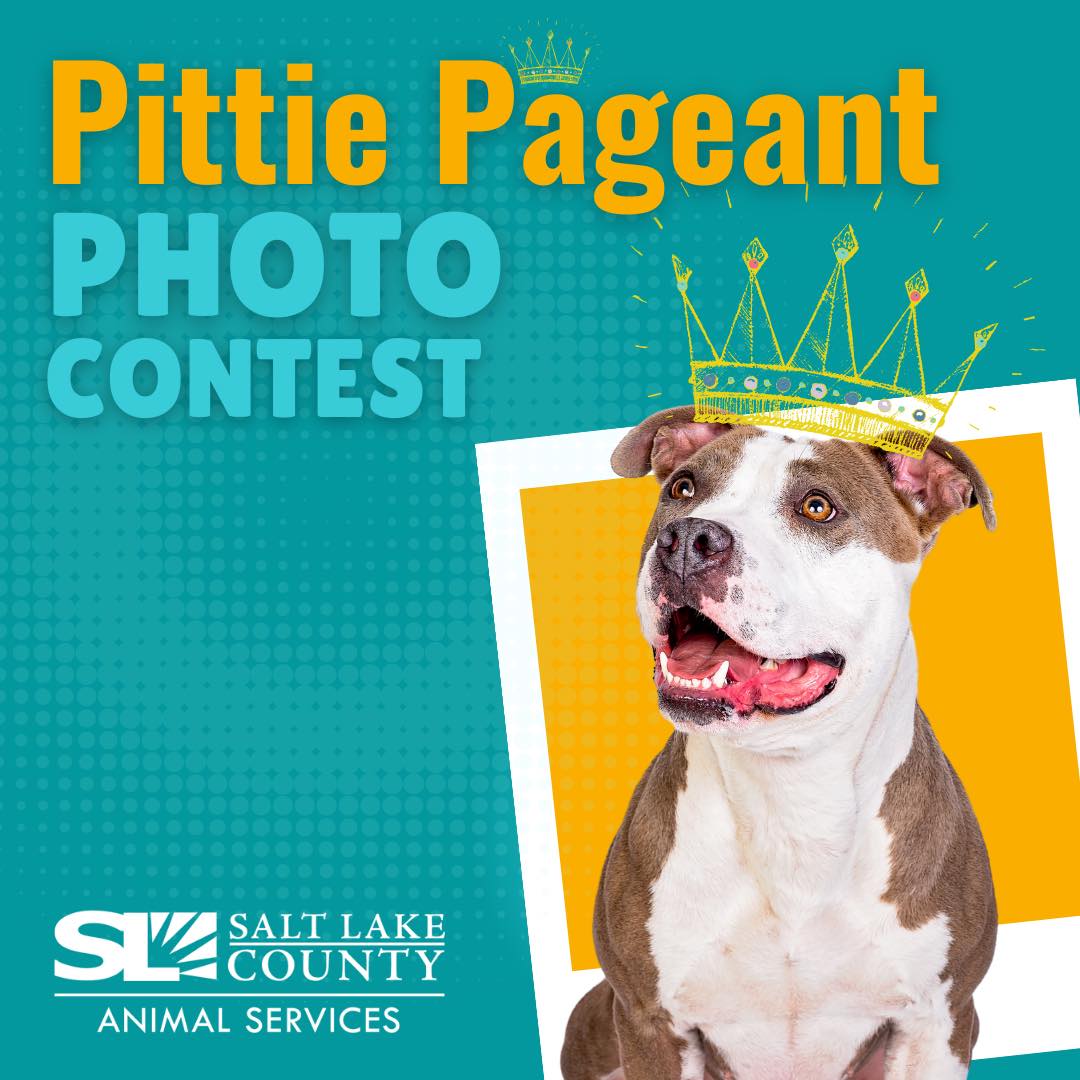 Pittie Pageant Photo Contest logo