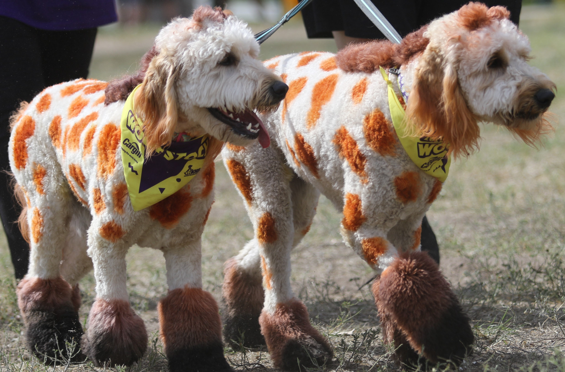 Woofstock 2023 Auction background